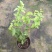 20包邮虎头茉莉苗盆栽四季开花