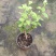 20包邮虎头茉莉苗盆栽四季开花