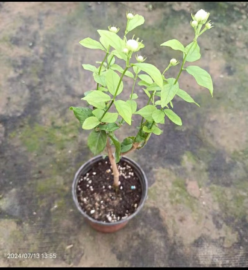 20包邮虎头茉莉苗盆栽四季开花