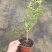 20包邮虎头茉莉苗盆栽四季开花