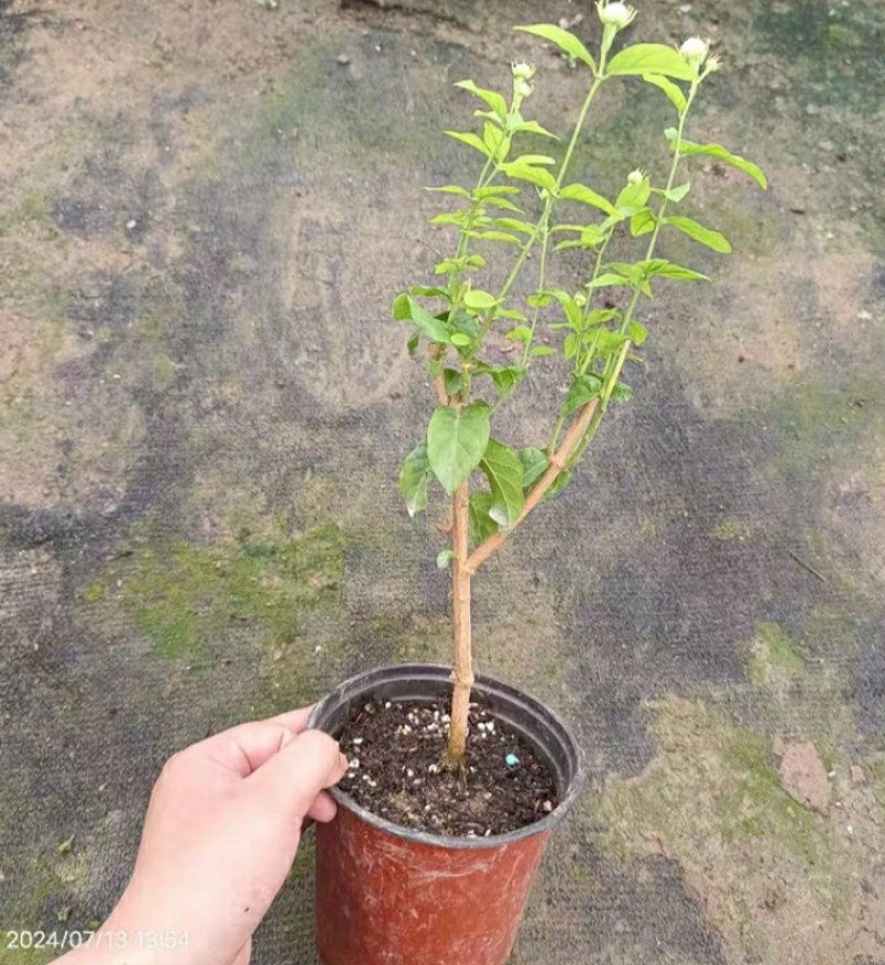 20包邮虎头茉莉苗盆栽四季开花
