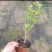20包邮虎头茉莉苗盆栽四季开花