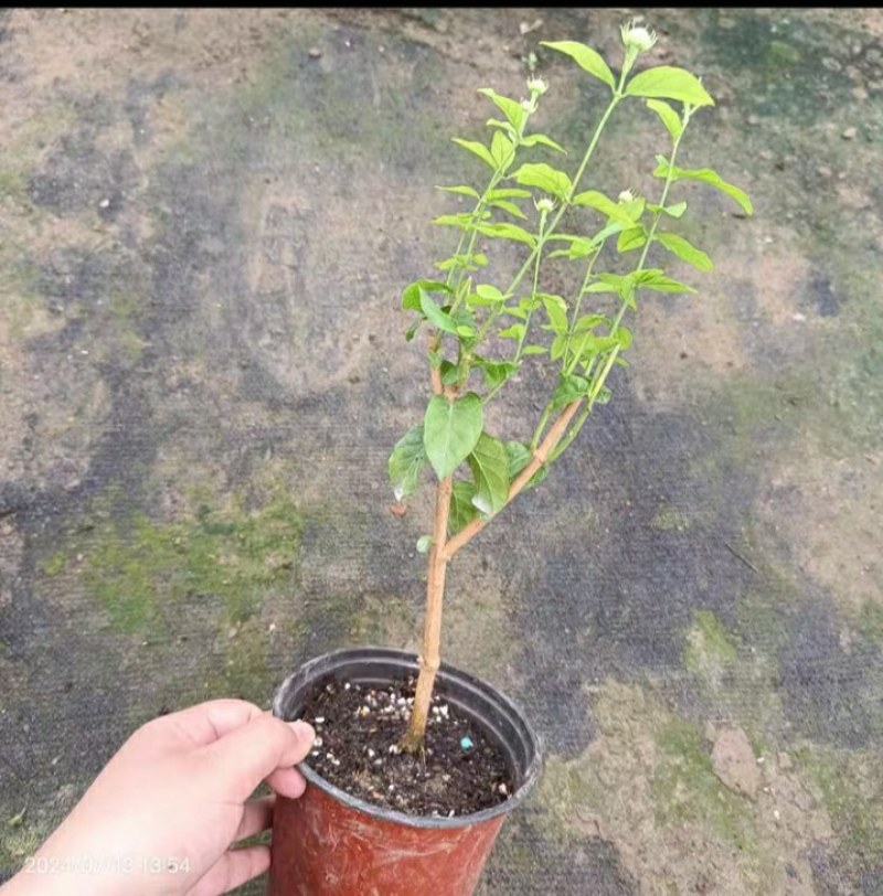 20包邮虎头茉莉苗盆栽四季开花