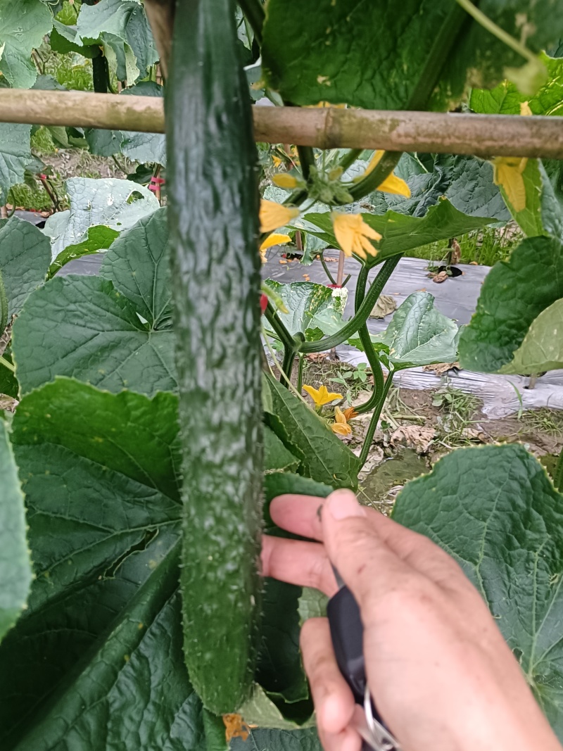 贵州精品黄瓜大量有货，