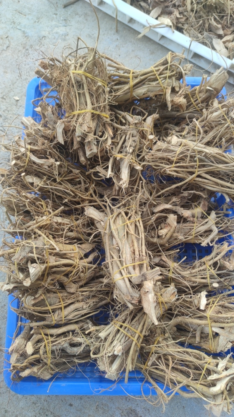 白花牛奶根
