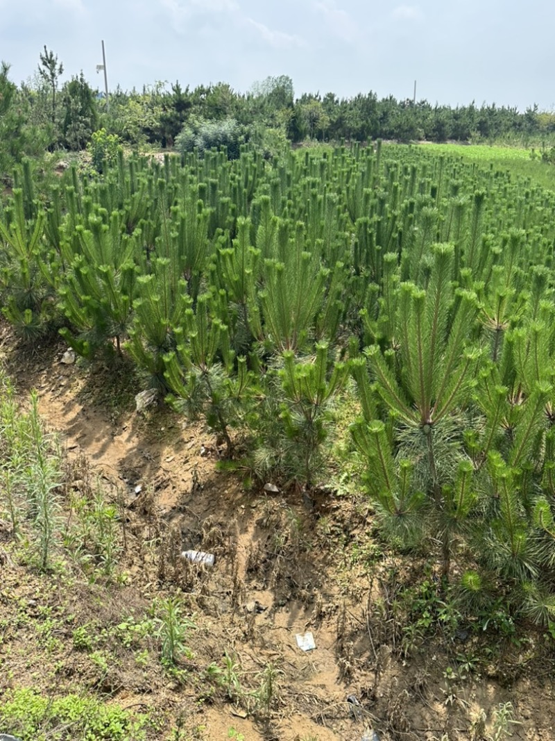 供应油松油松苗木油松小苗
