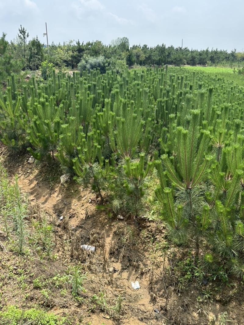 供应油松油松苗木油松小苗