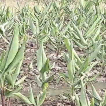 莪术河池一手货源自家种植一手价格干湿都有承接加工批发市场