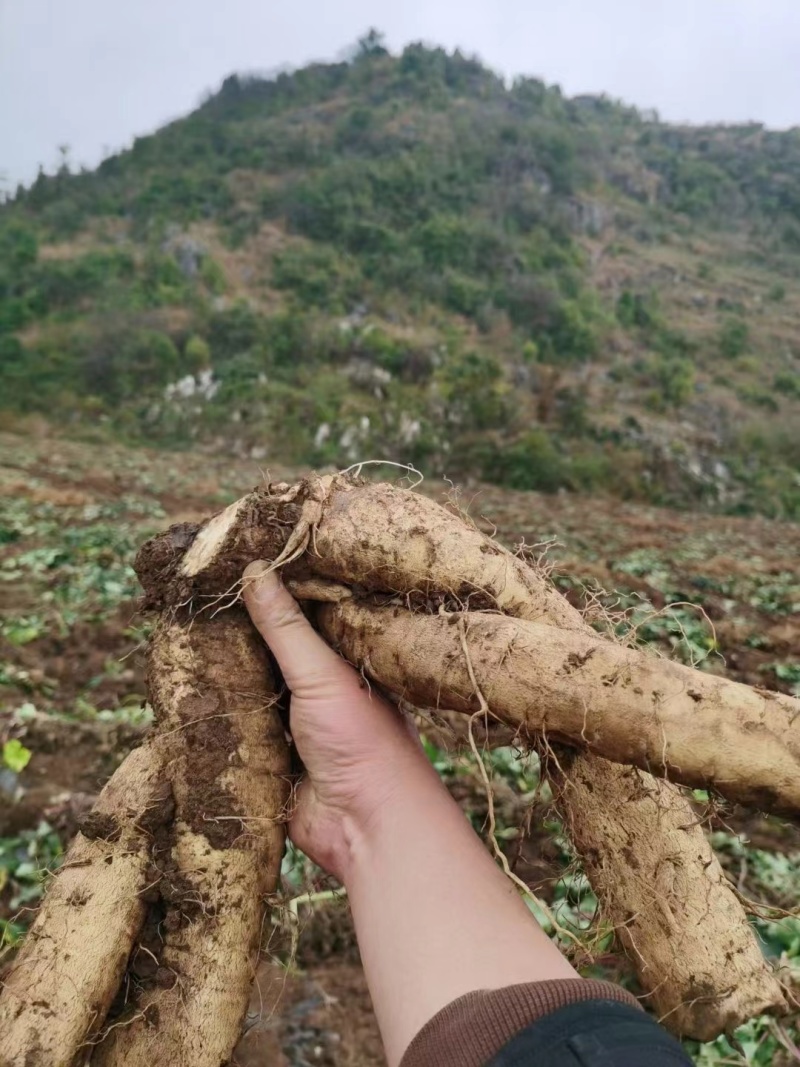 续断苗一年苗