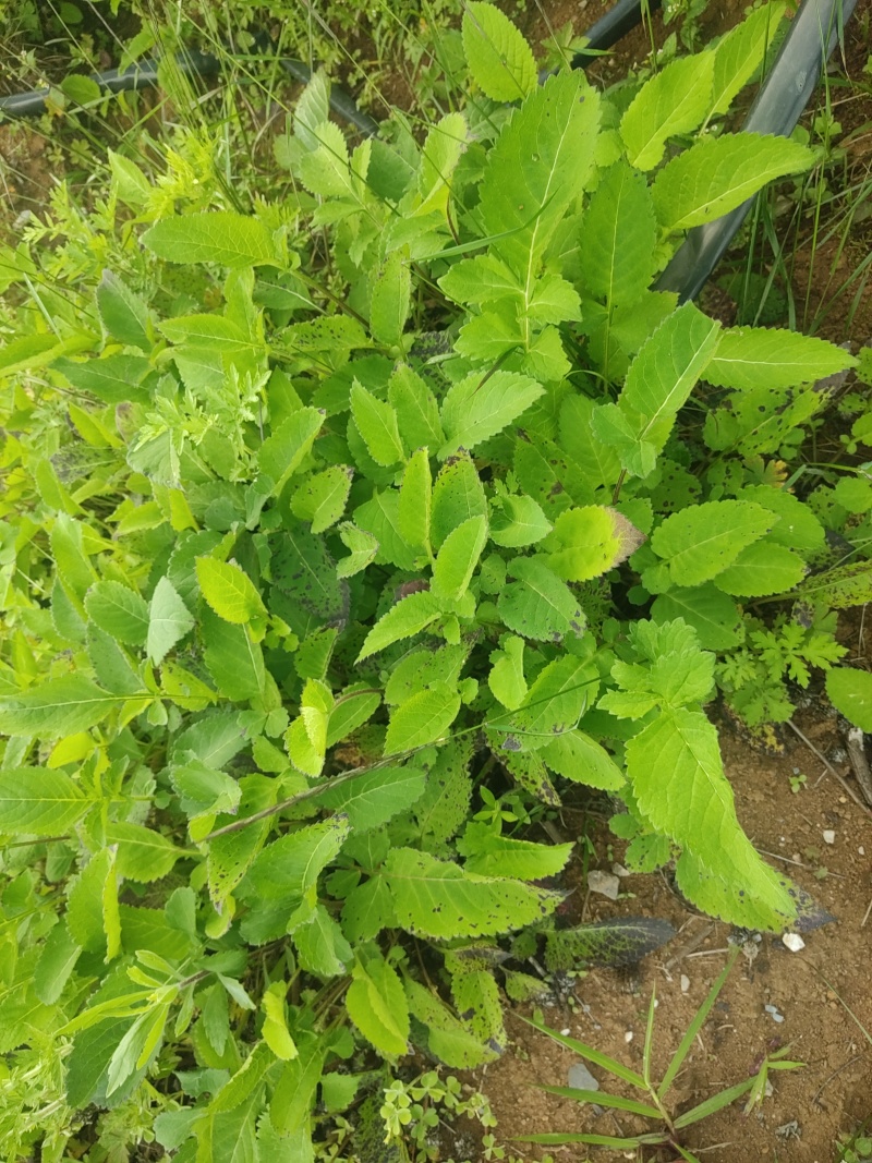 续断苗一年苗
