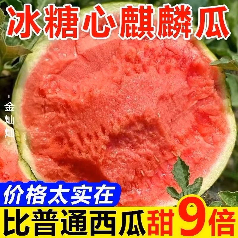 （店长力推）麒麟西瓜河南夏邑头茬无籽美都万亩基地皮薄多汁