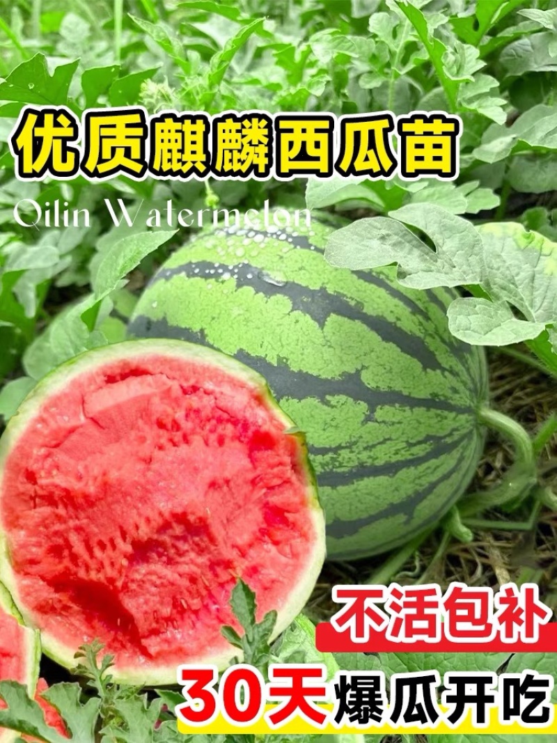 （店长力推）麒麟西瓜河南夏邑头茬无籽美都万亩基地皮薄多汁