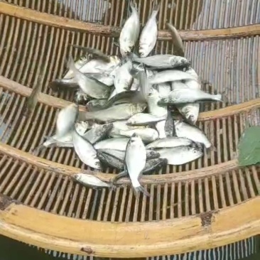 鲤鱼鱼苗
