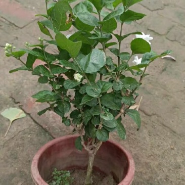 老桩茉莉重瓣茉莉王菊花茉莉巴西茉莉
