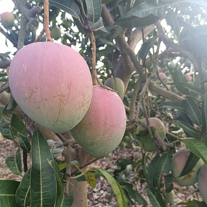 热农芒果
