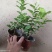 巴西茉莉重瓣茉莉浓香