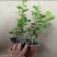 巴西茉莉重瓣茉莉浓香