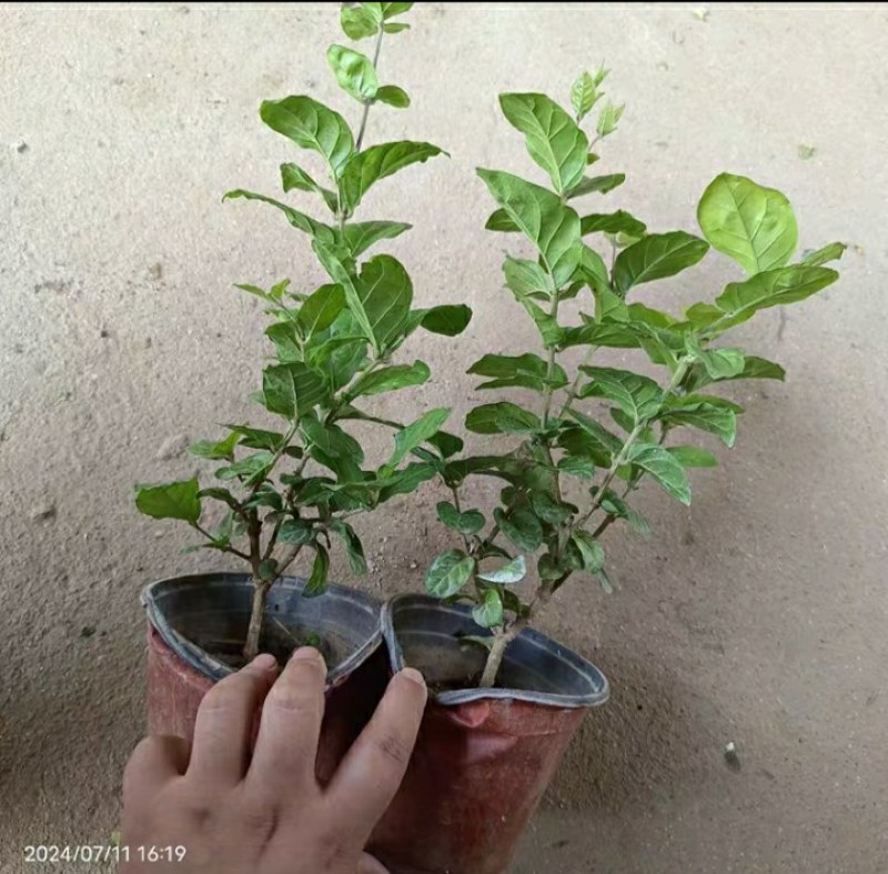 巴西茉莉重瓣茉莉浓香