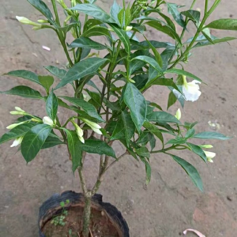 水晶茉莉清香丁香