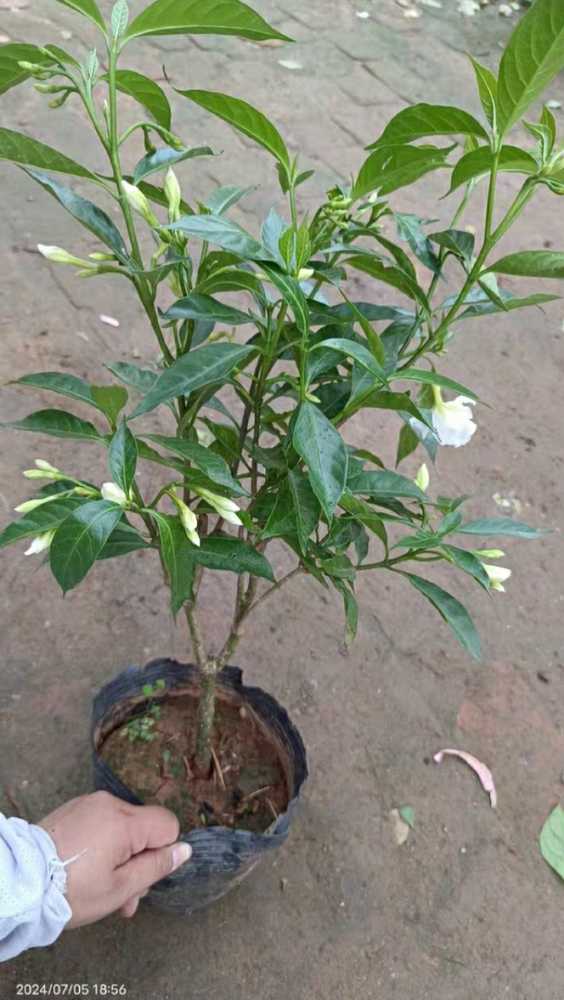 水晶茉莉清香丁香