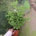 笔尖茉莉花苗颜色好看又香5颗20元包邮