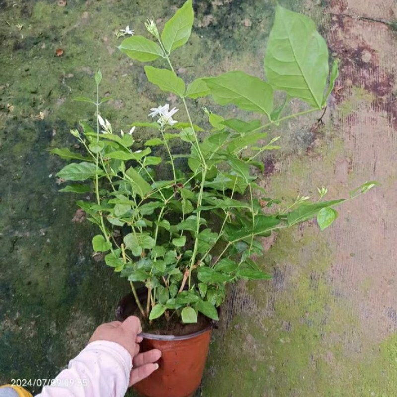 笔尖茉莉花苗颜色好看又香5颗20元包邮