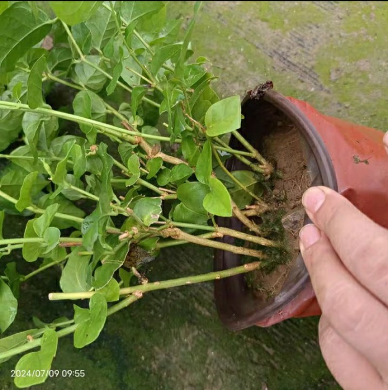 笔尖茉莉花苗颜色好看又香5颗20元包邮
