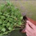 笔尖茉莉花苗颜色好看又香5颗20元包邮