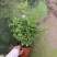 笔尖茉莉花苗颜色好看又香5颗20元包邮