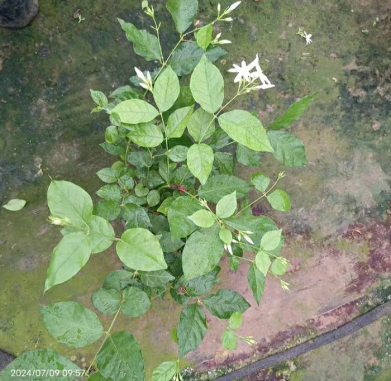 笔尖茉莉花苗颜色好看又香5颗20元包邮