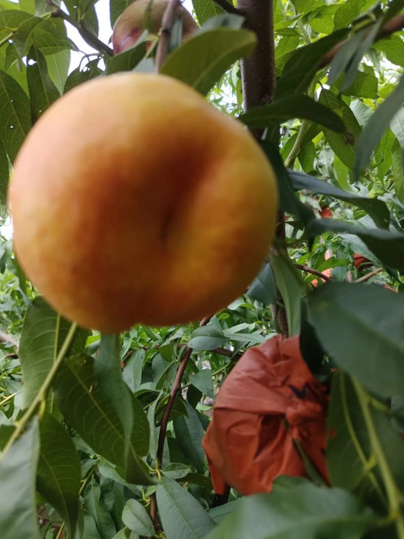 安丘油蟠桃大量供应中，口感超甜。