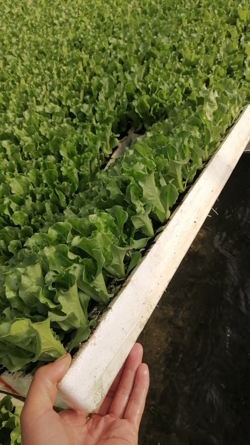 意大利生菜苗