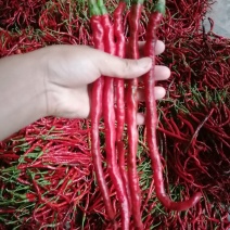 牧马山二荆条