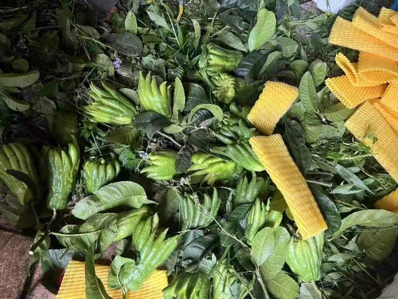 佛手果，佛手瓜，江湖地摊火爆新产品