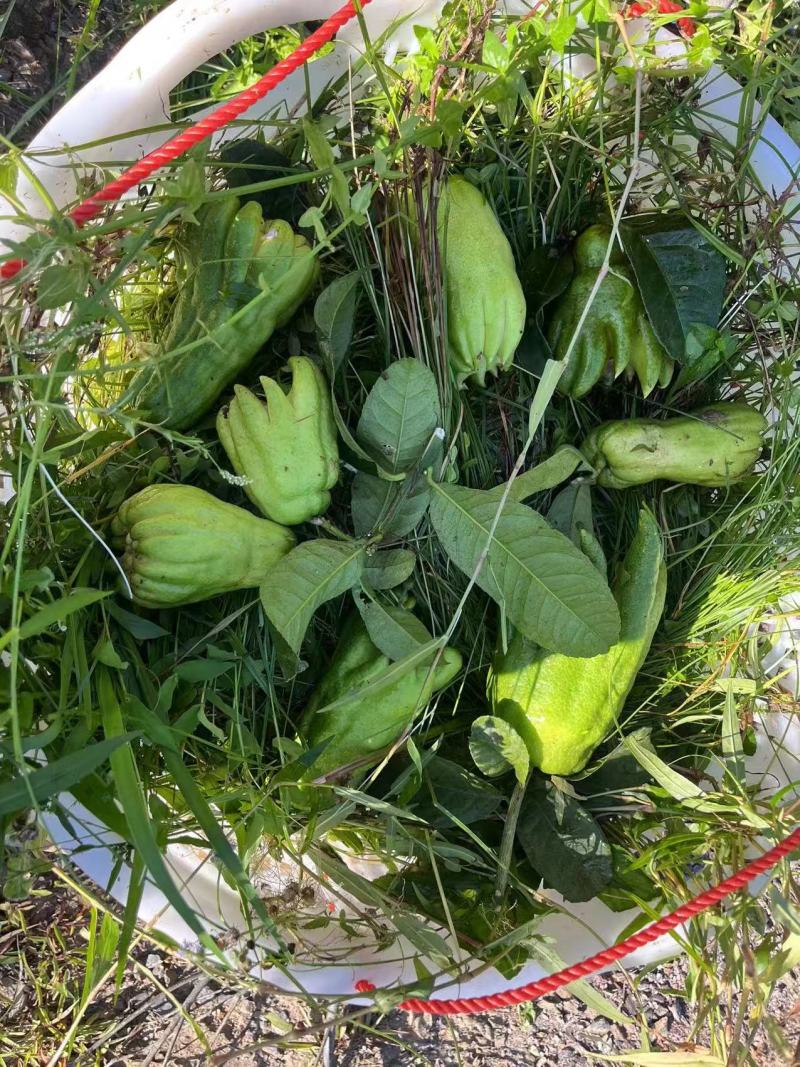 佛手果，佛手瓜，江湖地摊火爆新产品