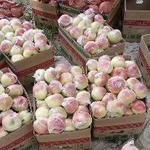 美八苹果大量现货大量批发团购，自家果园，