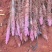 【热卖】云南高原紫山药精品山药现货大量上市