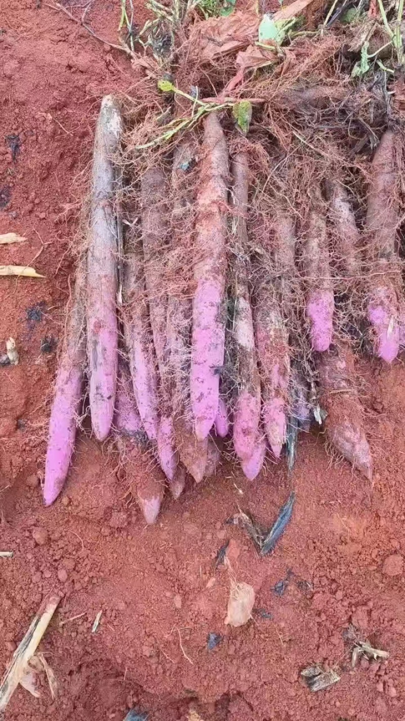 【热卖】云南高原紫山药精品山药现货大量上市