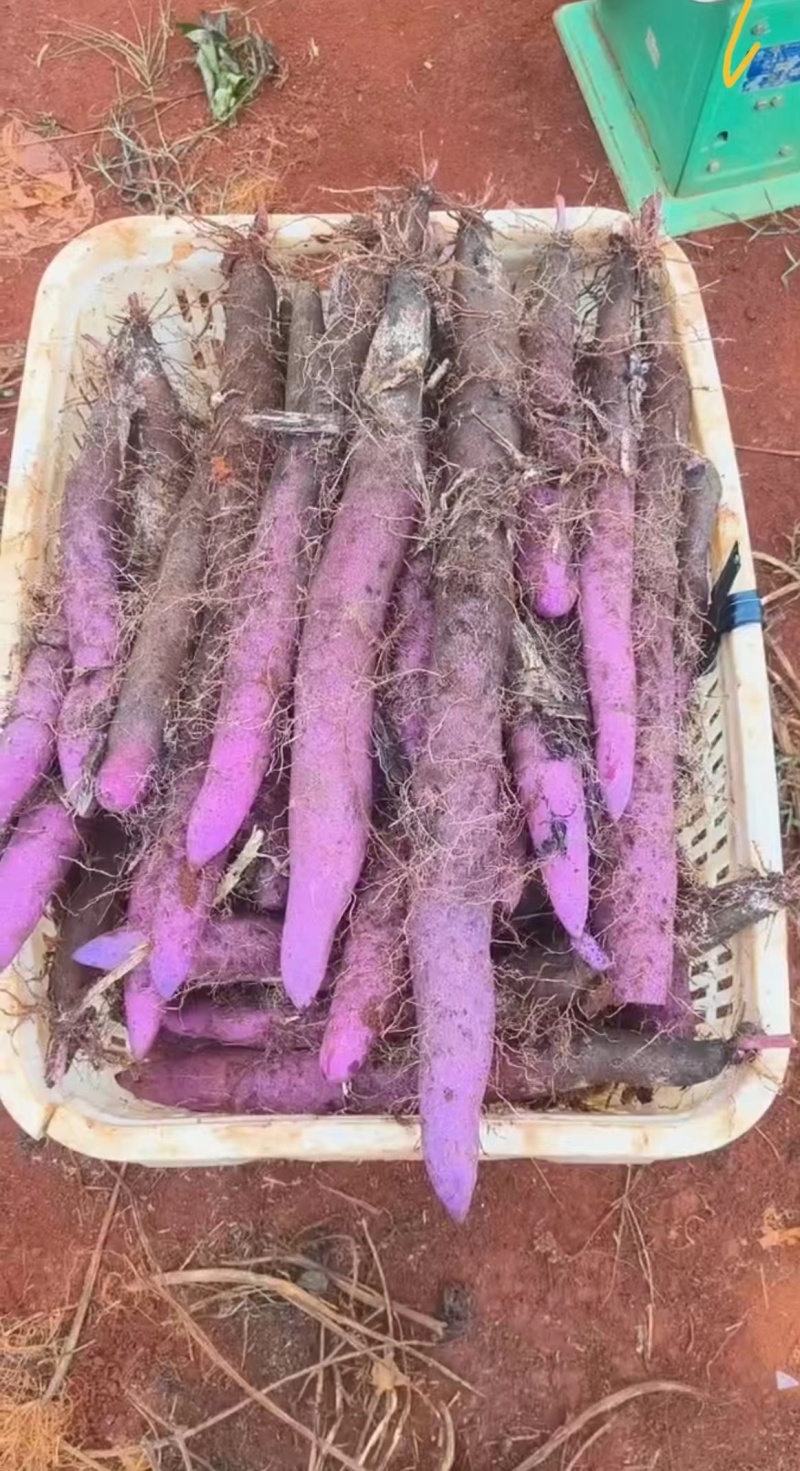【热卖】云南高原紫山药精品山药现货大量上市