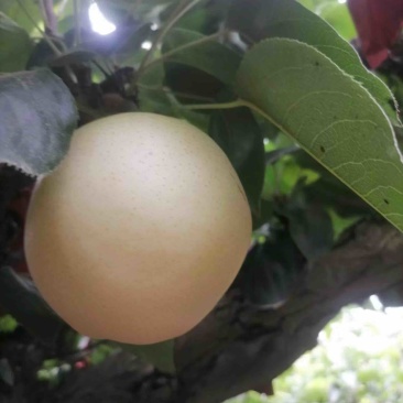 山东精品丰水梨大量有货价格优惠质量保证欢迎咨询！