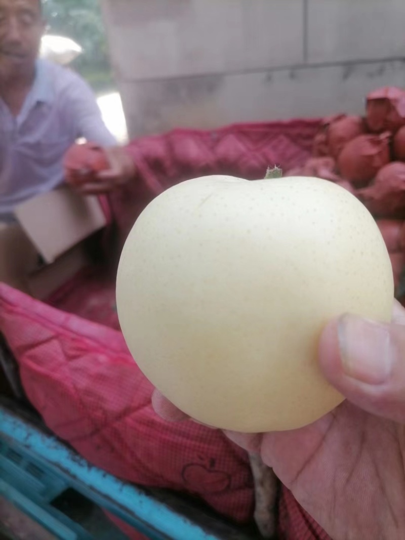 山东精品丰水梨大量有货价格优惠质量保证欢迎咨询！