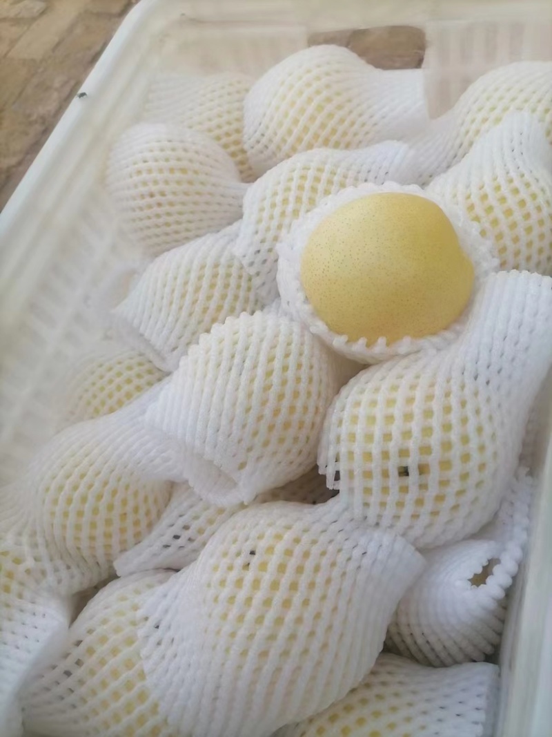 山东精品丰水梨大量有货价格优惠质量保证欢迎咨询！