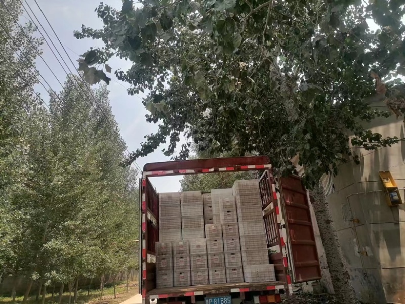 山东精品丰水梨大量有货价格优惠质量保证欢迎咨询！