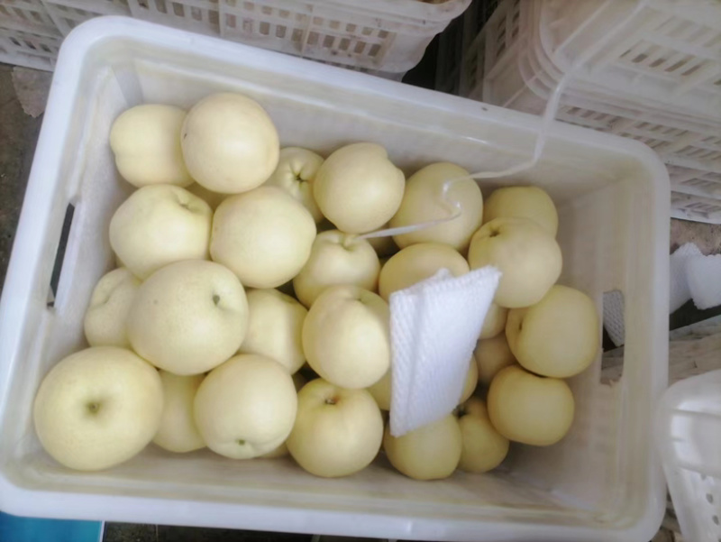 山东精品丰水梨大量有货价格优惠质量保证欢迎咨询！