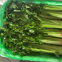 精品香芹，常年供应，大量有货，保质保量，量大可供，牛