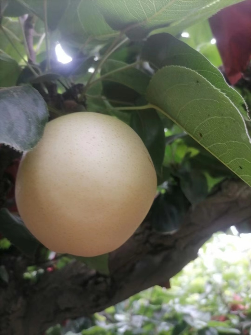 山东精品丰水梨大量有货价格优惠质量保证欢迎咨询！