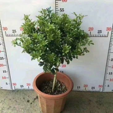 A级280口径盆棒棒糖型米兰，满树新芽和花苞，叶片翠绿。