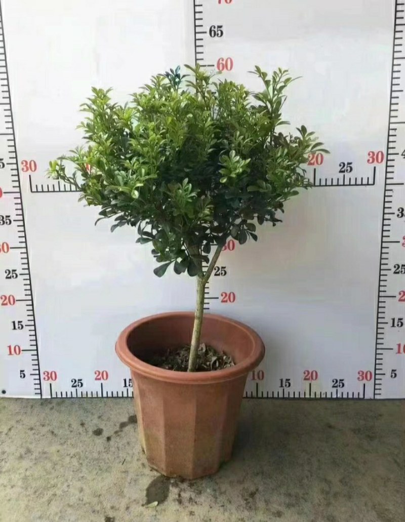 A级280口径盆棒棒糖型米兰，满树新芽和花苞，叶片翠绿。