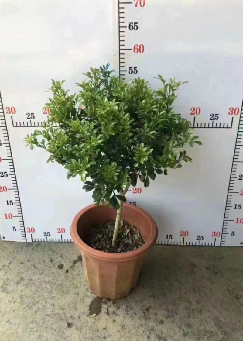 A级280口径盆棒棒糖型米兰，满树新芽和花苞，叶片翠绿。