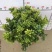 A级280口径盆棒棒糖型米兰，满树新芽和花苞，叶片翠绿。
